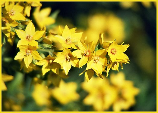 Gelbe Blütenflut