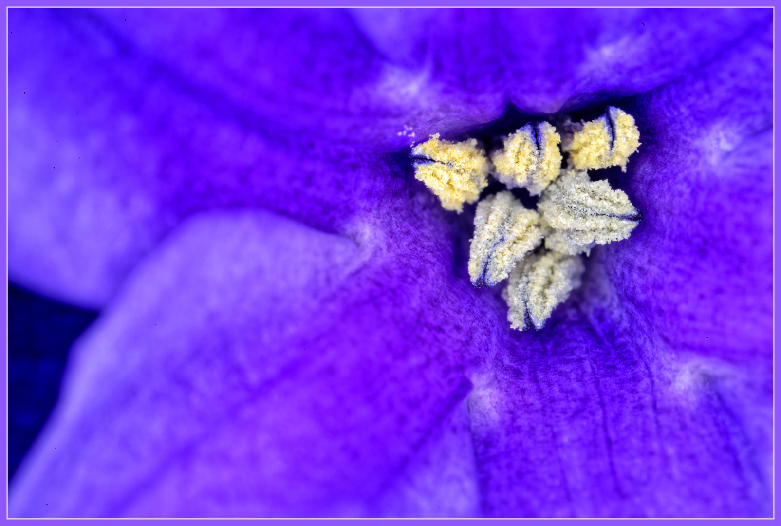 Gelbe Blütenpollen im Blütenkelch einer blauen Hyazinthe, zweiter Versuch