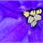 Gelbe Blütenpollen im Blütenkelch einer blauen Hyazinthe, zweiter Versuch