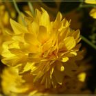 Gelbe Blütenpracht