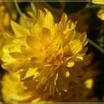 Gelbe Blütenpracht