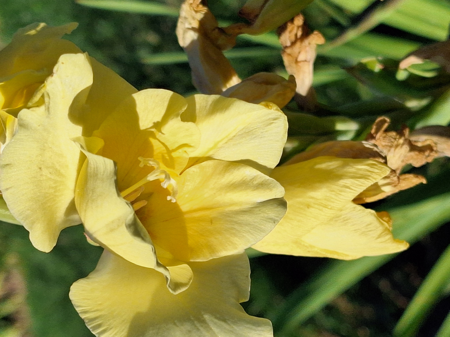 Gelbe Blütenpracht im Garten