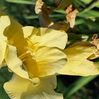 Gelbe Blütenpracht im Garten