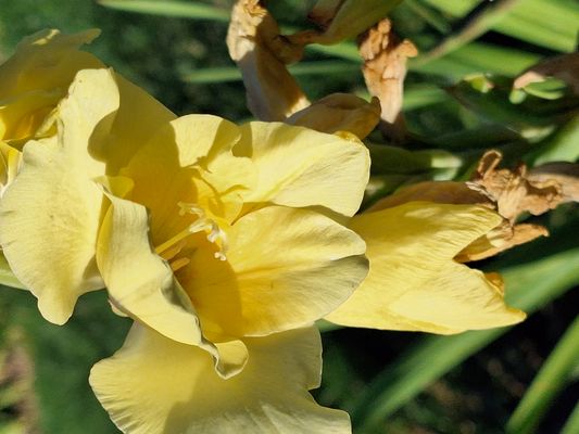 Gelbe Blütenpracht im Garten