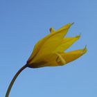 Gelbe Blume