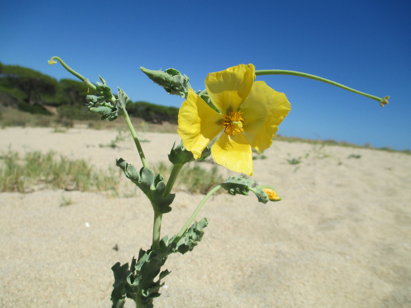 Gelbe Blume