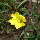 Gelbe Blume ;)