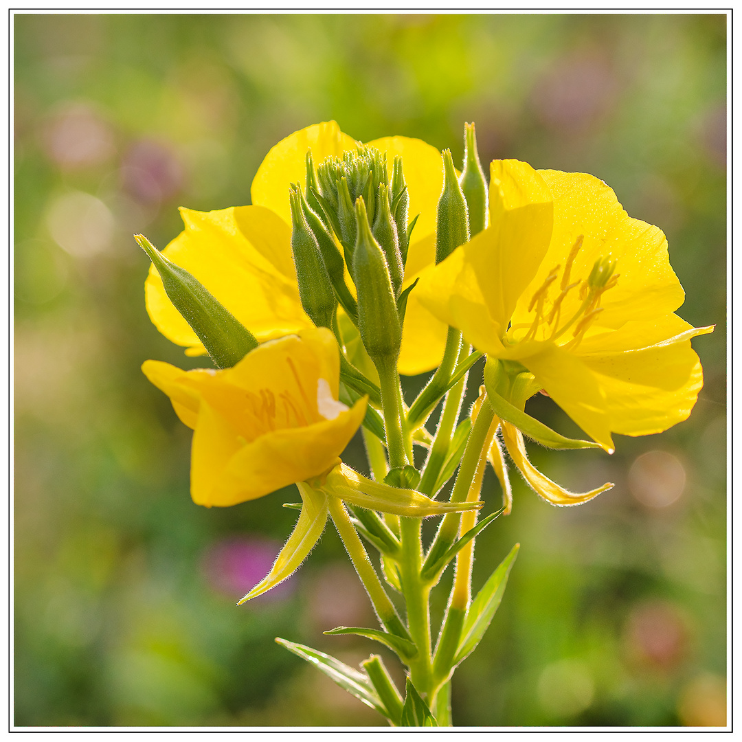gelbeBlume Foto & Bild pflanzen, pilze & flechten, blüten