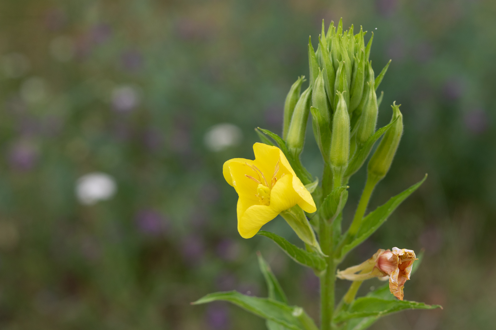 Gelbe Blume am Wegesrand