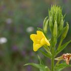 Gelbe Blume am Wegesrand