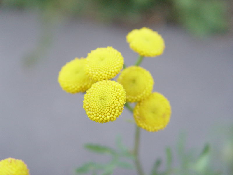 Gelbe Blume am Wegesrand