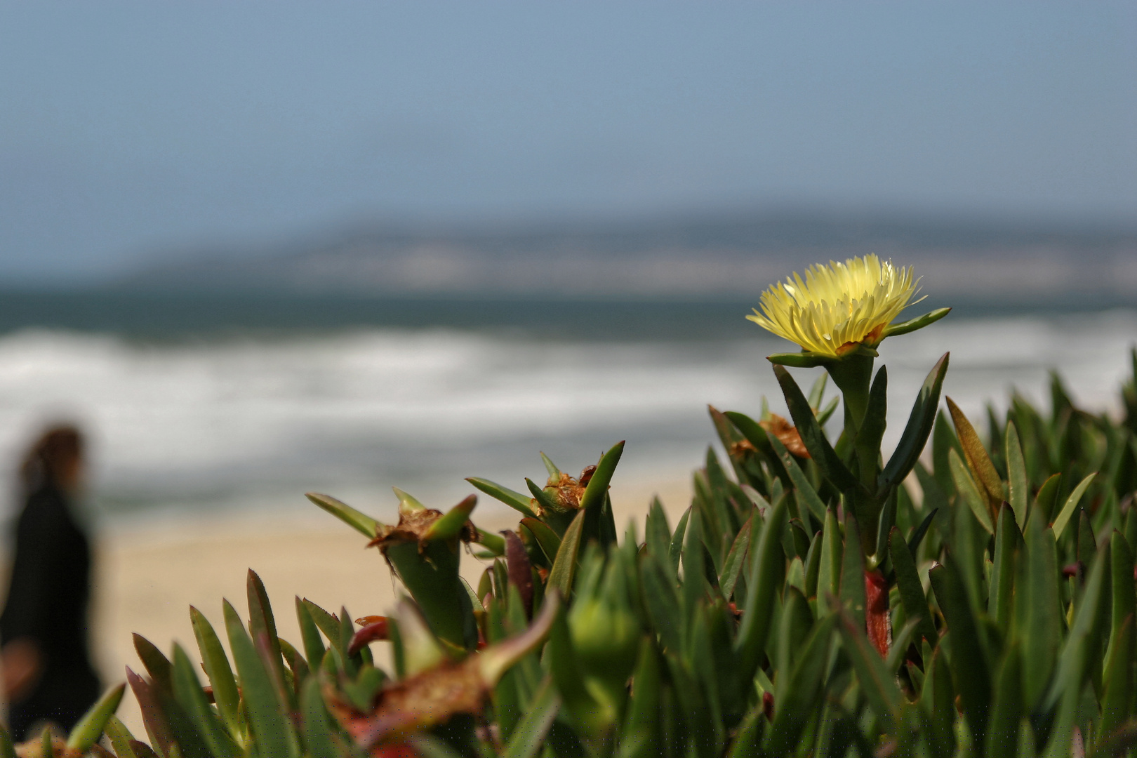 Gelbe Blume an der Atlantik-Küste