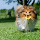 Gelbe Blume an Sheltie