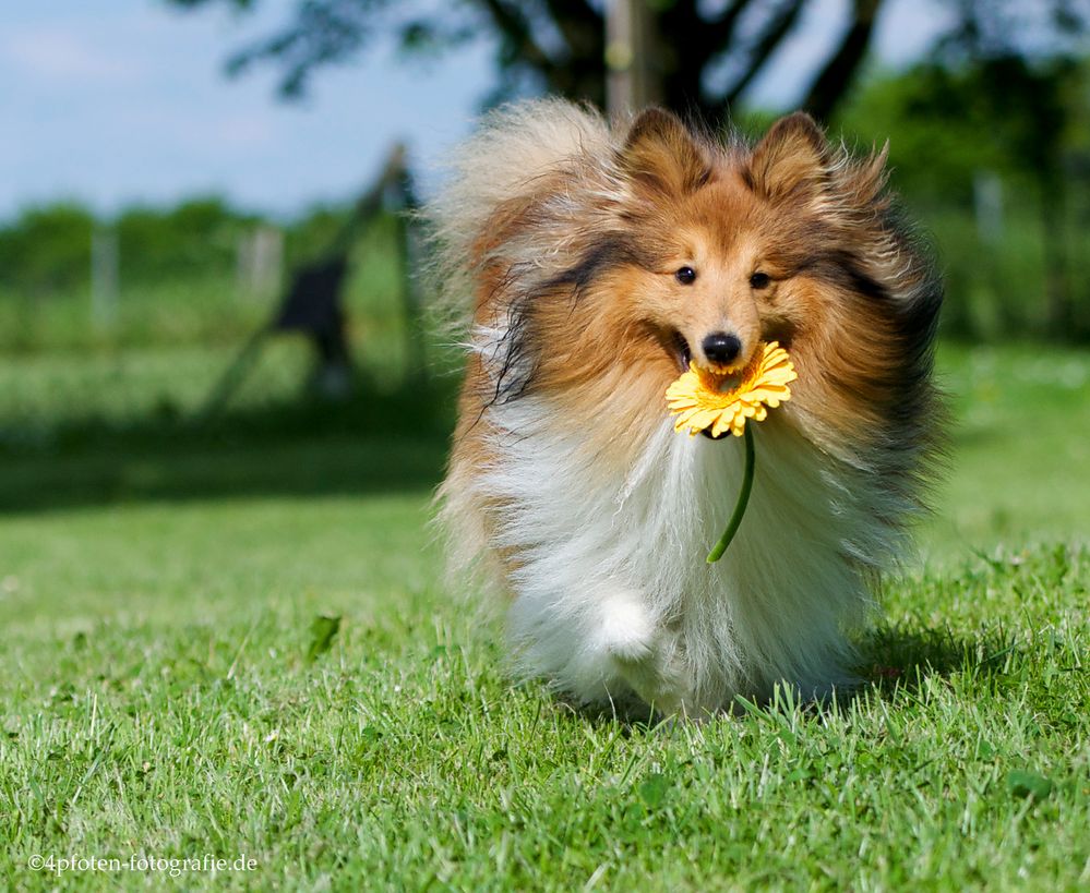 Gelbe Blume an Sheltie