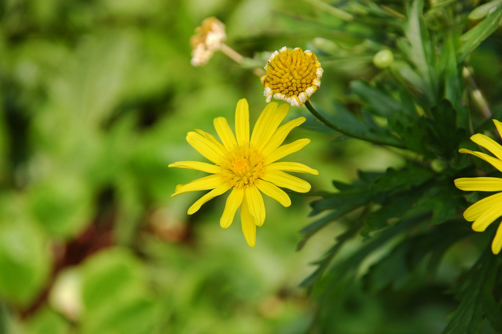 Gelbe Blume auf grünem Grund