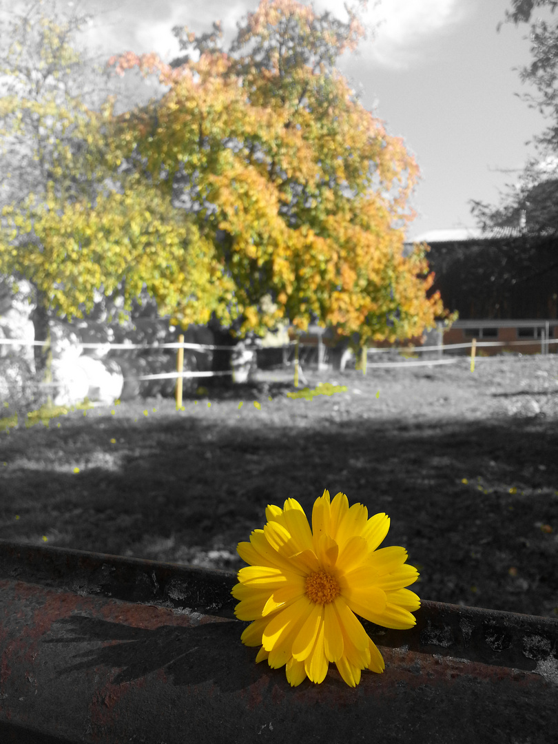 ... gelbe Blume ...