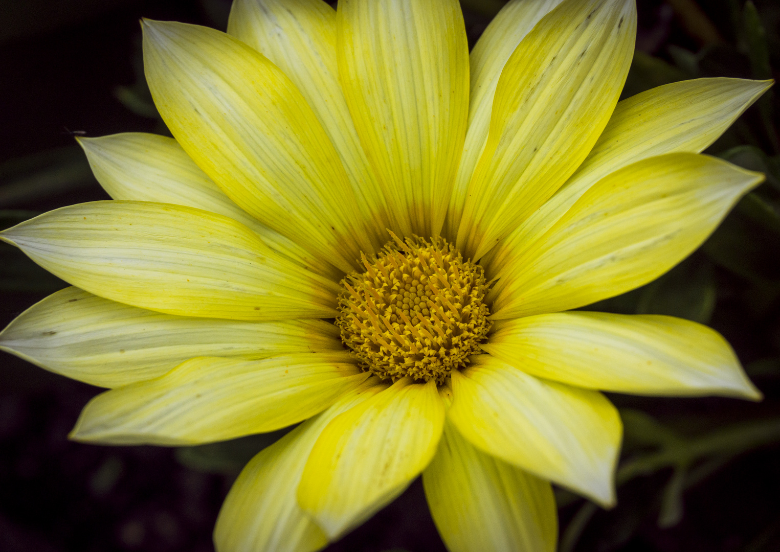 gelbe Blume 
