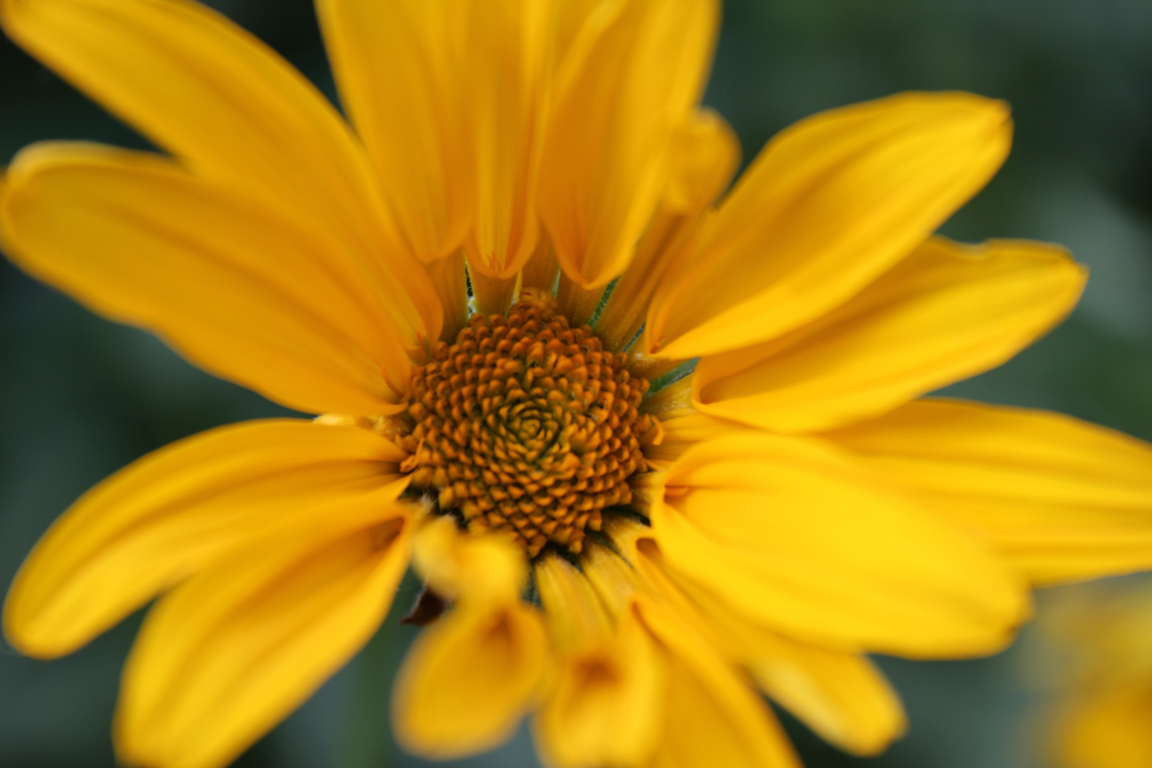 gelbe Blume Foto &amp; Bild pflanzen, pilze &amp; flechten