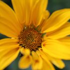 gelbe Blume