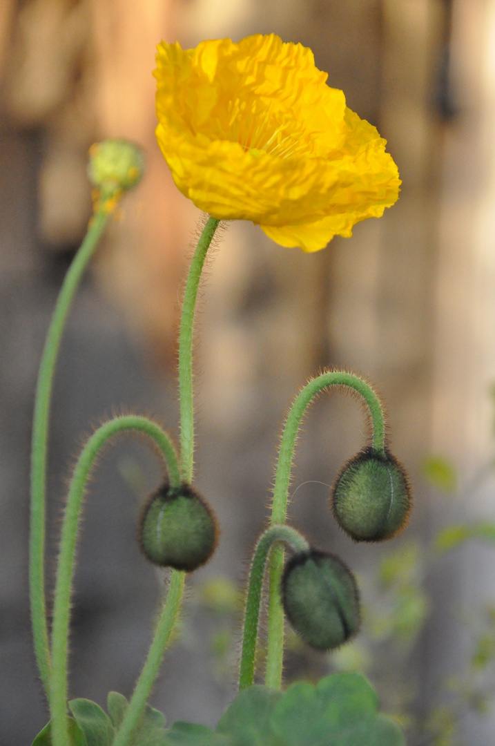 Gelbe Blume / Fleur jaune dans un jardin d'Anjou