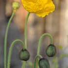 Gelbe Blume / Fleur jaune dans un jardin d'Anjou