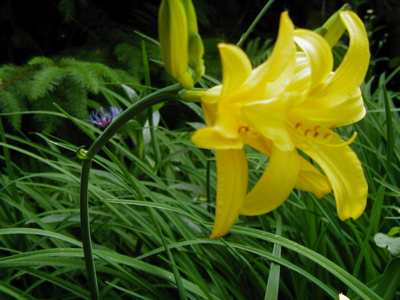 Gelbe Blume im Garten Foto & Bild pflanzen, pilze