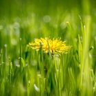 Gelbe Blume im Gras