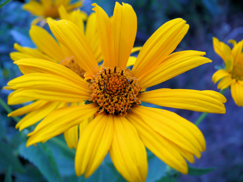 Gelbe Blume im Sommer
