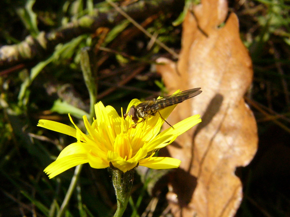 Gelbe Blume mit Insekt