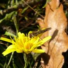 Gelbe Blume mit Insekt