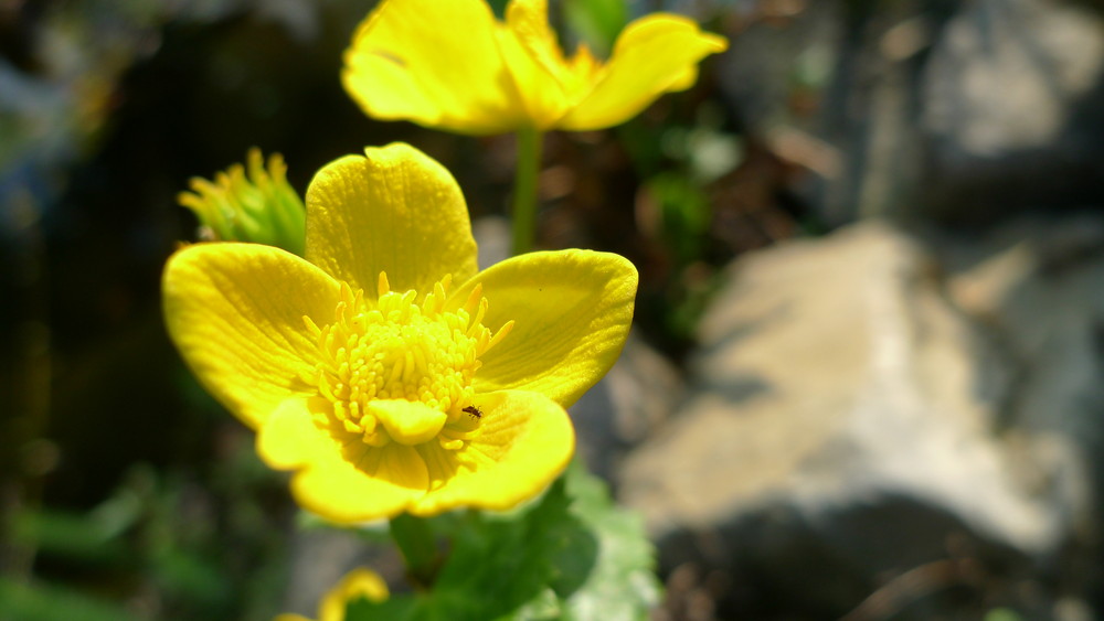 Gelbe Blume mit kleiner Fliege