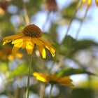 Gelbe Blume mit malerischn Hintergrund