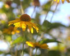 Gelbe Blume mit malerischn Hintergrund