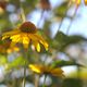 Gelbe Blume mit malerischn Hintergrund