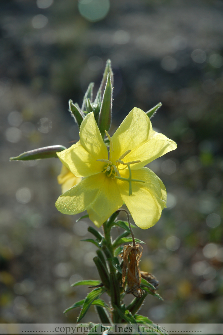 gelbe Blume(ich weiß nicht wie sie heißt)