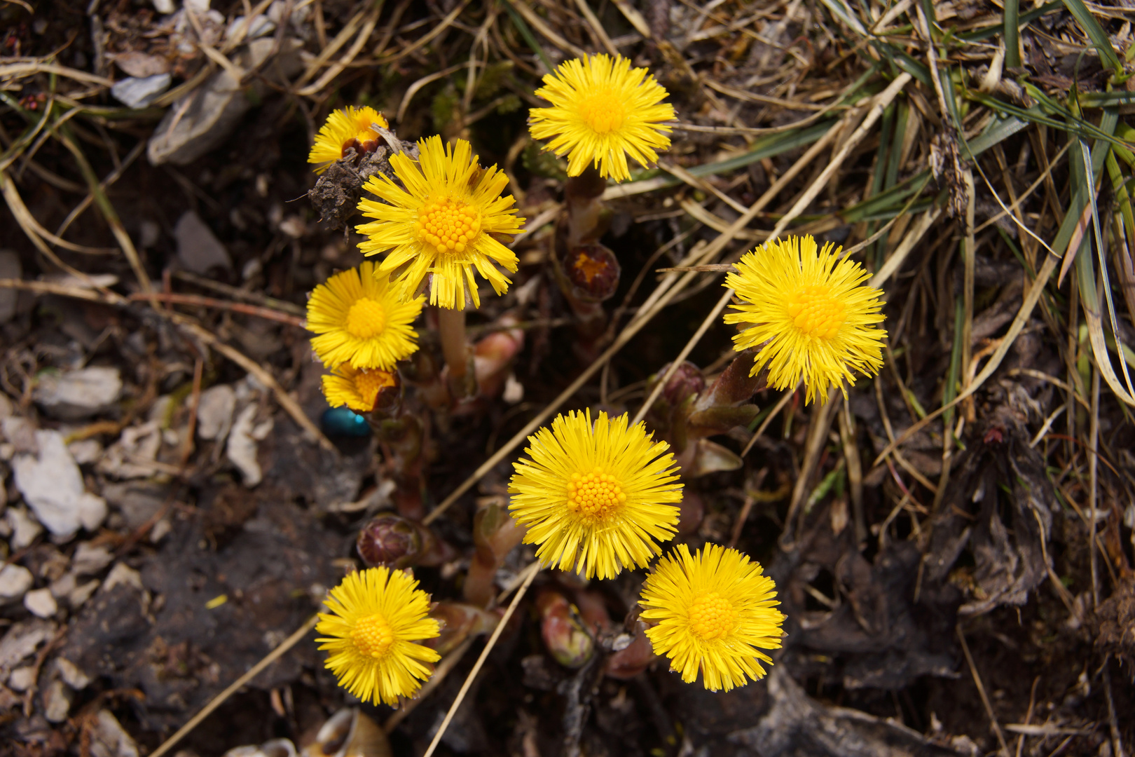 Gelbe Blumen