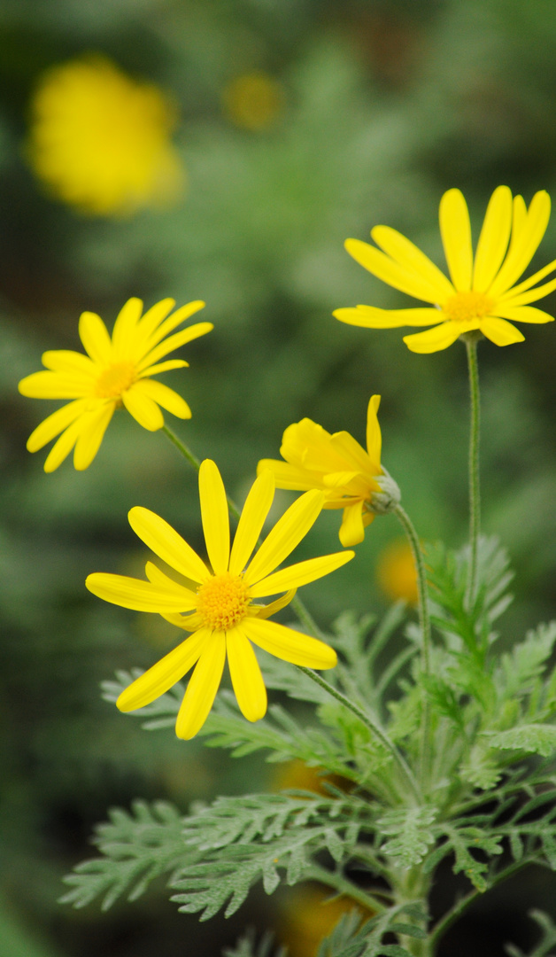 Gelbe Blumen