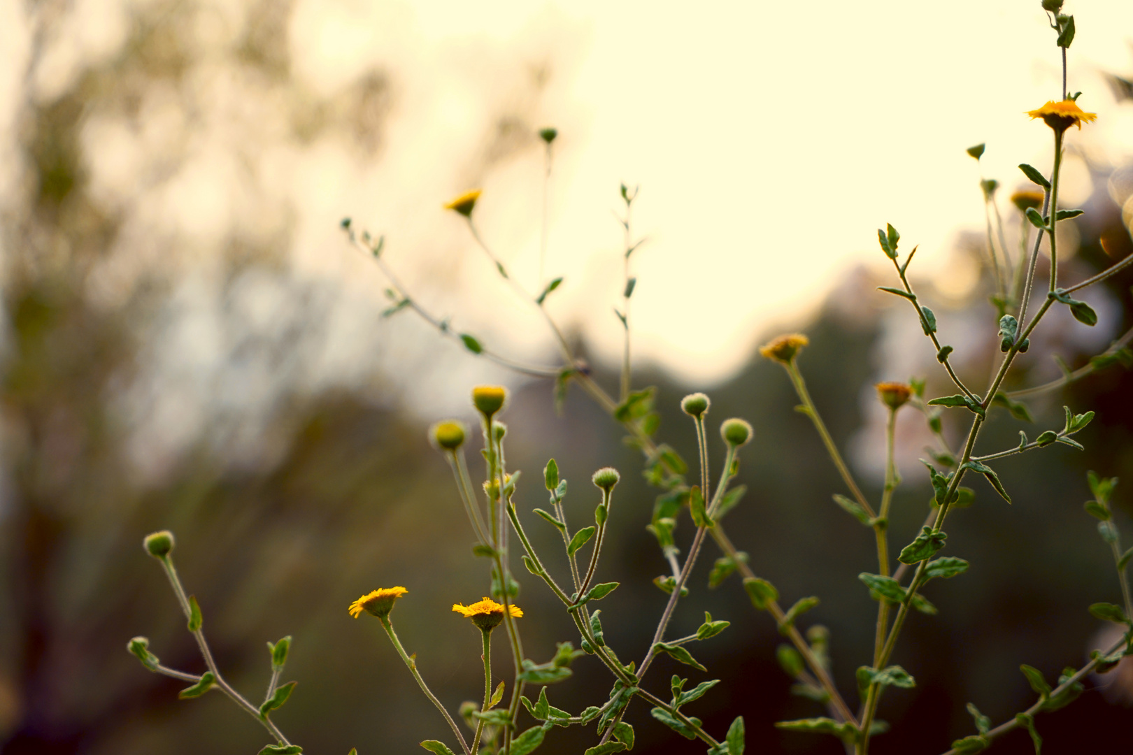 Gelbe Blumen