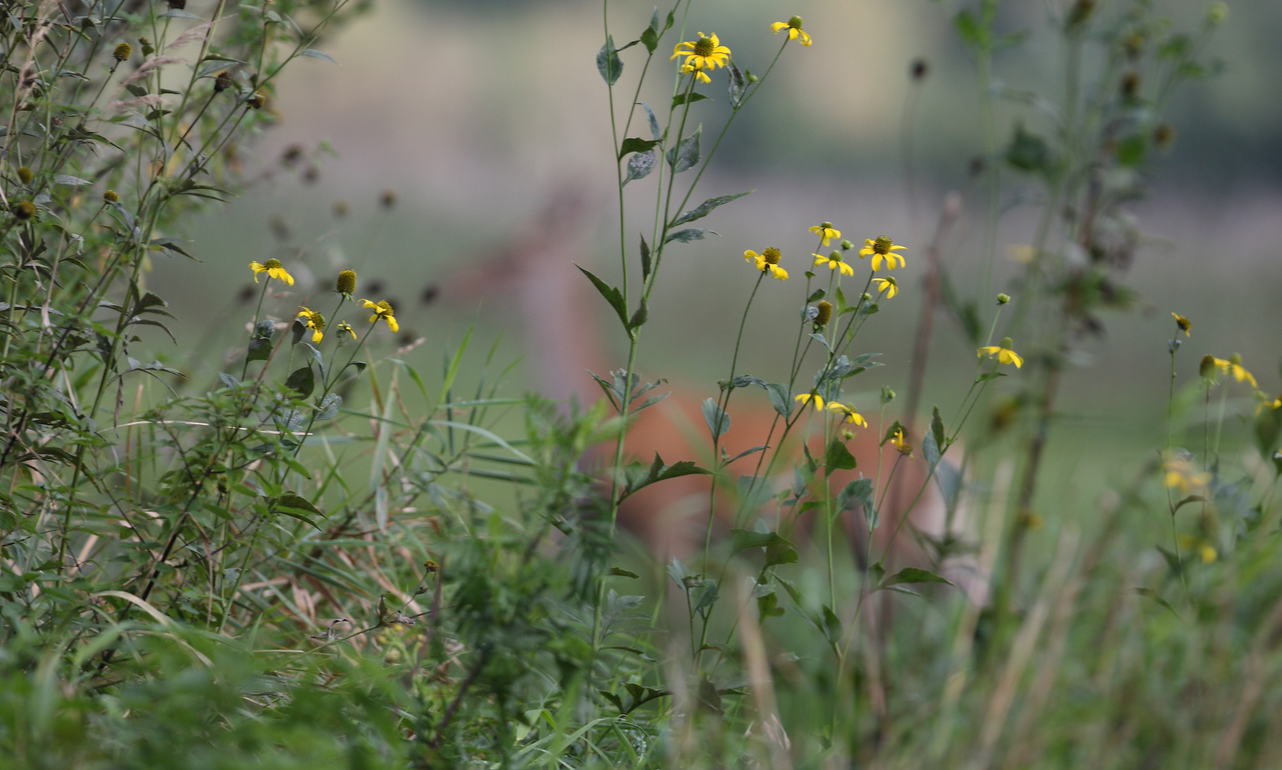 gelbe Blumen