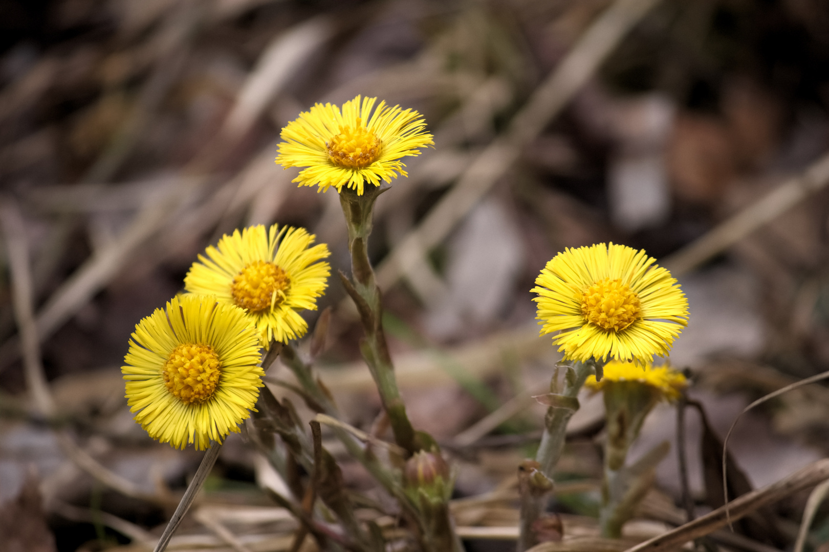 gelbe Blumen