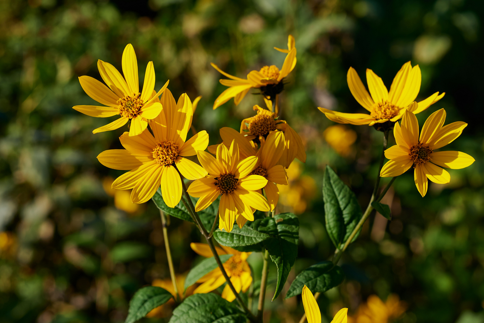 Gelbe Blumen