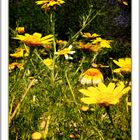 Gelbe Blumen am Straßenrand!