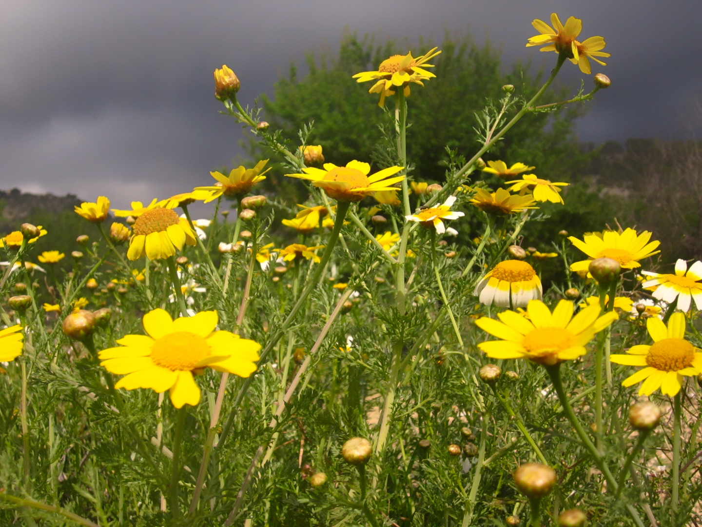 Gelbe Blumen am Straßenrand