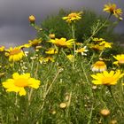 Gelbe Blumen am Straßenrand