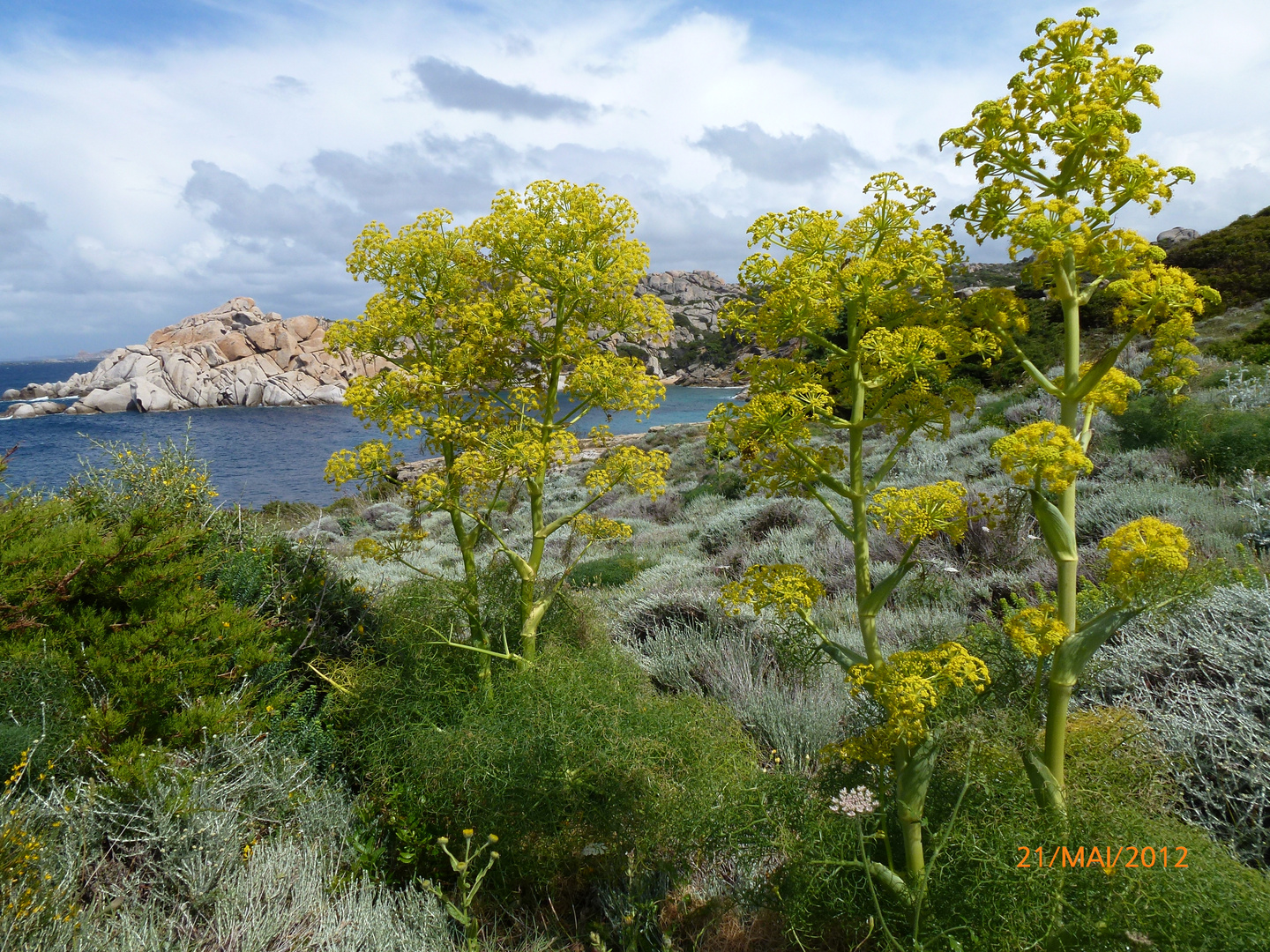 Gelbe Blumen auf Sardinien