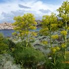 Gelbe Blumen auf Sardinien