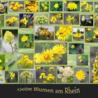 Gelbe Blumen (Blüten) am Rhein
