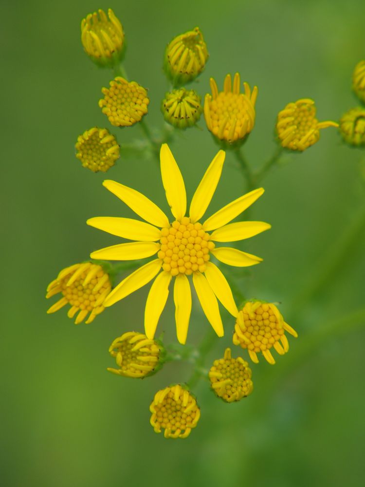 gelbe Blumen von Heidi.D 