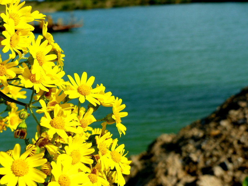 Gelbe Blumen