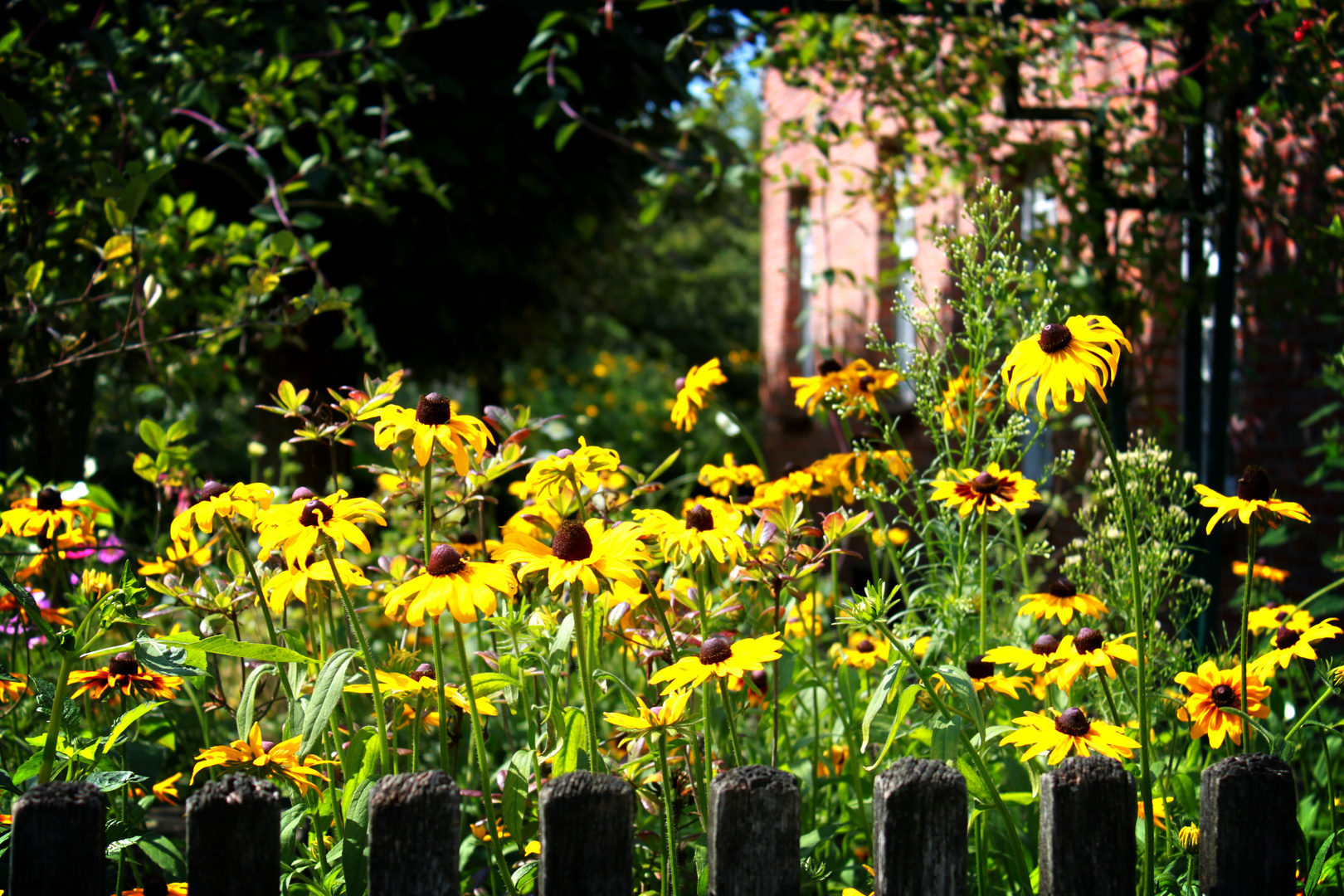 Gelbe Blumen im Bauerngarten